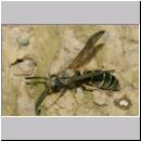 C-Odynerus spinipes - Gemeine Schornsteinwespe m02a 11mm.jpg